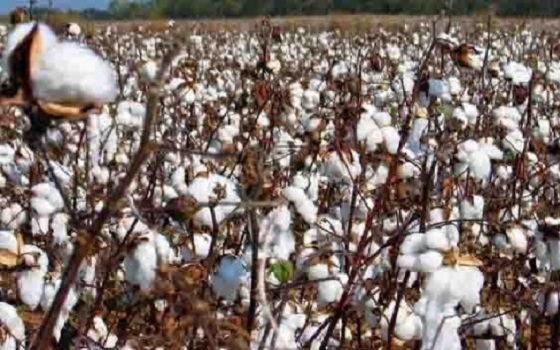   مصر اليوم - 39 الفًا و 541 طنًا صادرات القطن المصري لدول العالم