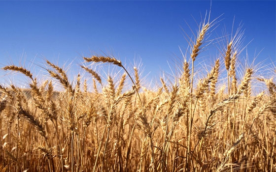   مصر اليوم - مصر تشتري 175ألف طن قمح من روسيا