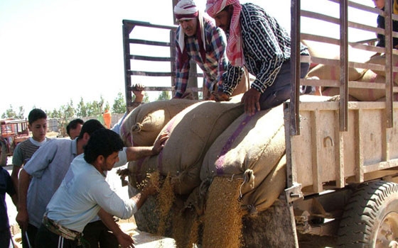   مصر اليوم - العراق يشترى 100 ألف طن من القمح الصلد من روسيا وكندا
