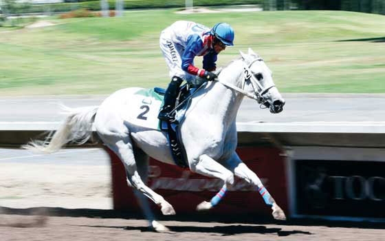   مصر اليوم - سامي في يحصل على المركز الأول في مهرجان آل نهيان العالمي للخيول العربية