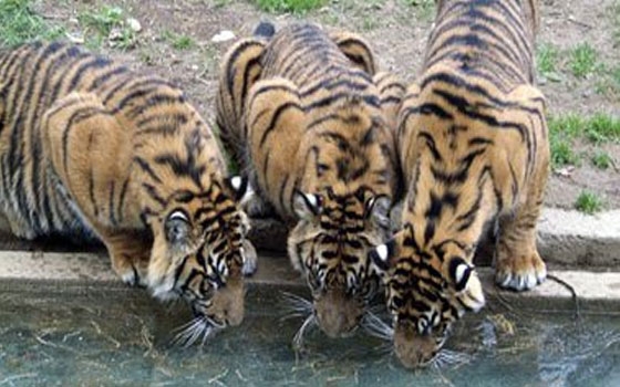 مصر اليوم - العالم يحتفل باليوم العالمي للنمور