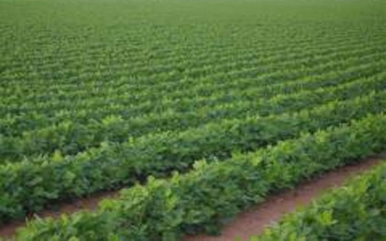   مصر اليوم - عمومية العامة لاستصلاح الأراضي تناقش تشكيل مجلس إدارتها