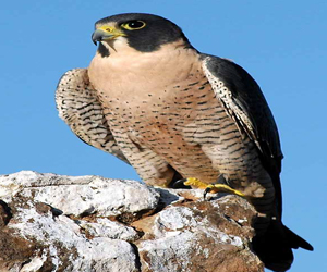 مصر اليوم - إعادة 11 صقرًا نادرًا للمحميات الطبيعية بعد إحباط محاولة تهريبها