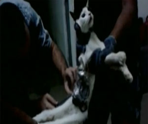 مصر اليوم - حراس سجن برازيلي يمسكون بقط يحمل أدوات للسجناء