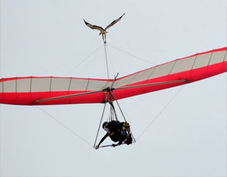 مصر اليوم - نسر كسول يريح جناحيه على طائرة شراعية معلقة