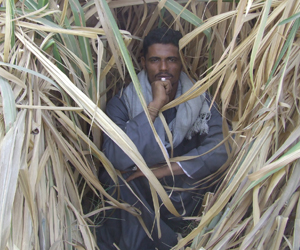 مصر اليوم - الذراع الأيمن لـخُط الصعيد يسطو على صيدلية في الأقصر