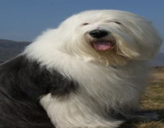 مصر اليوم - كلاب الـديولكس والكورجيس معرضة للانقراض