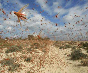   مصر اليوم - الجراد الصحراوي يصل إلى جنوب غرب تونس ويهدد محاصيل التمور