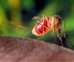 مصر اليوم - فيروس حمى غرب النيل يقتل 3 أشخاص في تونس