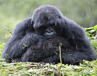 مصر اليوم - غوريلا تحمي أبناءها من المطر والانقراض يهددها