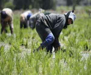   مصر اليوم - 108 شركة تحصل على تراخيص لتصدير 103 ألف طن أرز