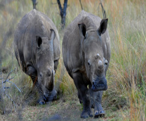   مصر اليوم - جنوب أفريقيا: السجن 40 عاماً لسفاح وحيد القرن