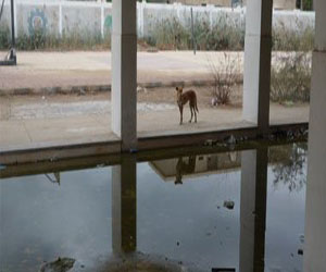 مصر اليوم - محافظ السويس يحقق في غرق مدارس المحافظة بالصرف الصحي