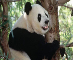 مصر اليوم - ناشطة تطالب بوضع مواد في الدستور الجديد لحماية الحيوان