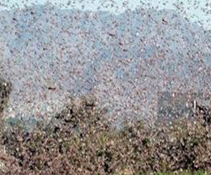   مصر اليوم - استعدادات قصوى بقواعد مكافحة الجراد تنتشر في جنوب مصر