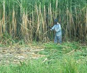   مصر اليوم - مزارعو الأقصر يهددون بالامتناع عن توريد القصب لمصانع السكر