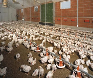   مصر اليوم - ارتفاع أسعار الدواجن بسبب أزمة الطاقة