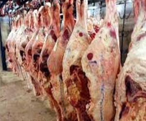   مصر اليوم - تحذيرات من توجيه اللحوم الإثيوبية إلى الخليج بدلاً من مصر