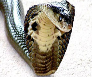 مصر اليوم - إحباط محاولة لتهريب 600 أفعى كوبرا في تايلاند