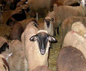 مصر اليوم - الخرطوم تستضيف المؤتمر العربي الدولي للثروة الحيوانية