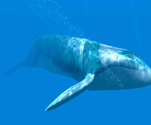   مصر اليوم - اكتشاف فصيلة جديدة من الحيتان تسمى الحوت ذو المنقار