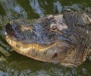 مصر اليوم - تمساح في أحواض الصرف الصحي في غزة