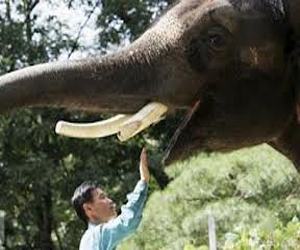   مصر اليوم - كوشيك أول فيل ناطق في كوريا الجنوبيه
