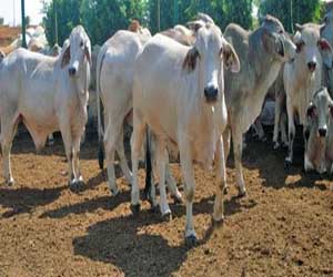 مصر اليوم - التلقيحات البدائية وراء تدهور إنتاج الثروة الحيوانية