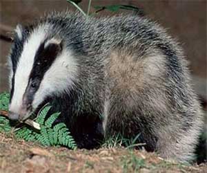   مصر اليوم - علماء يهاجمون ذبح آلاف من حيوان الغرير في بريطانيا