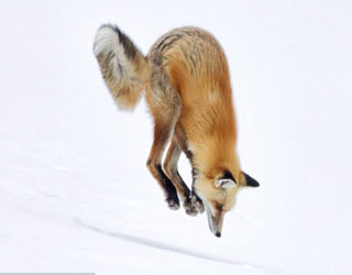 مصر اليوم - ثعلب أحمر يستعرض مهاراته في القفز والقنص