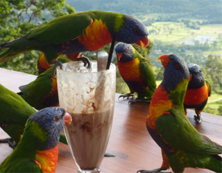 مصر اليوم - الببغاوات الملونة تسرق كوبًا من الشيكولاتة في أستراليا