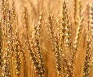   مصر اليوم - مصر تتوقع استيراد 4.8 مليون طن من القمح في 2012-2013