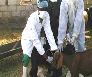   مصر اليوم - 90 % انخفاض الأمراض الوبائية للثروة الحيوانية في أبوظبي