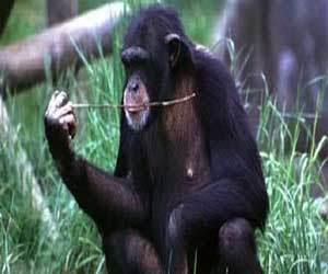 مصر اليوم - قدرة الشمبانزى محدودة على العيش فى فريق