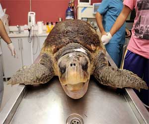   مصر اليوم - التنفس الاصطناعي ينقذ سلحفاة في تركيا