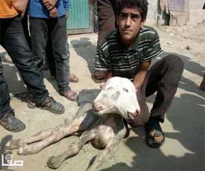 مصر اليوم - بقرة تنجب عجلاً برأسين في خان يونس