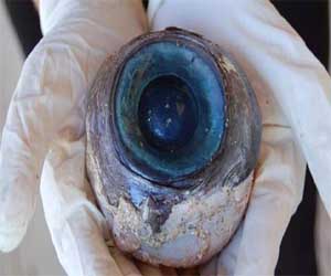   مصر اليوم - أميركا تكتشف أن العين الزرقاء لسمكة أبو منقار العملاقة