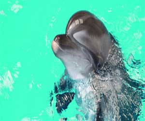   مصر اليوم - الدّلافين تبقى مستيقظة 15 يومًا