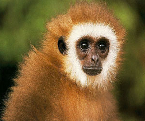   مصر اليوم - دراسة: القردة تعاني من أزمة منتصف العمر