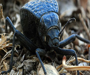   مصر اليوم - علماء: خنفساء الروث تستخدم كرياته كمكيفات