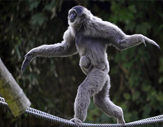   مصر اليوم - ولادة قرد من الـجافا جابون في إندونيسيا