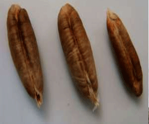   مصر اليوم - فوائد كمينة في نواة التمر