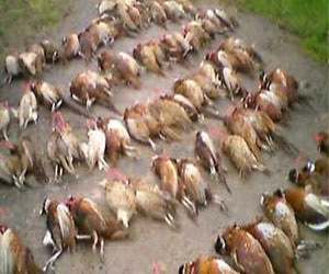   مصر اليوم - الغموض يسيطر على نفوق 80‏ ألف دجاجة في الدقهلية