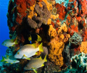   مصر اليوم - كوزوميل جزيرة الشعاب المرجانية ومتعة هواة الغطس