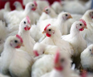   مصر اليوم - تداعيات قرار السعودية بحظر تصدير الدجاج
