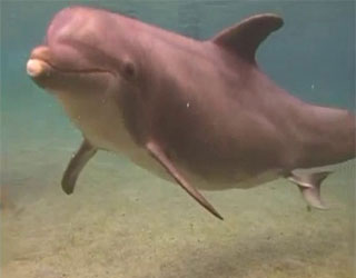   مصر اليوم - تصوير لحظة سحرية لولادة درفيل تحت الماء