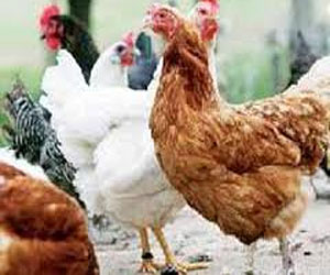 مصر اليوم - 50 قرشًا انخفاضًا فى أسعار الدواجن في المزارع