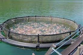   مصر اليوم - مزرعة إنتاج سمكي بطاقة إنتاجية 300 طن سنويًا في السودان