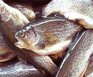 مصر اليوم - الأسماك وعين الجمل الحل الأبرز لمشاكل الذاكرة