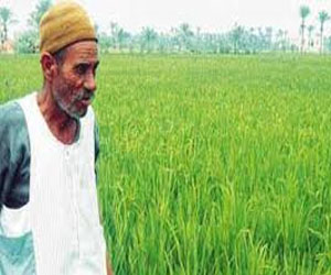   مصر اليوم - الغذاء يسبب ثلث الانبعاثات المسببة للاحتباس الحراري